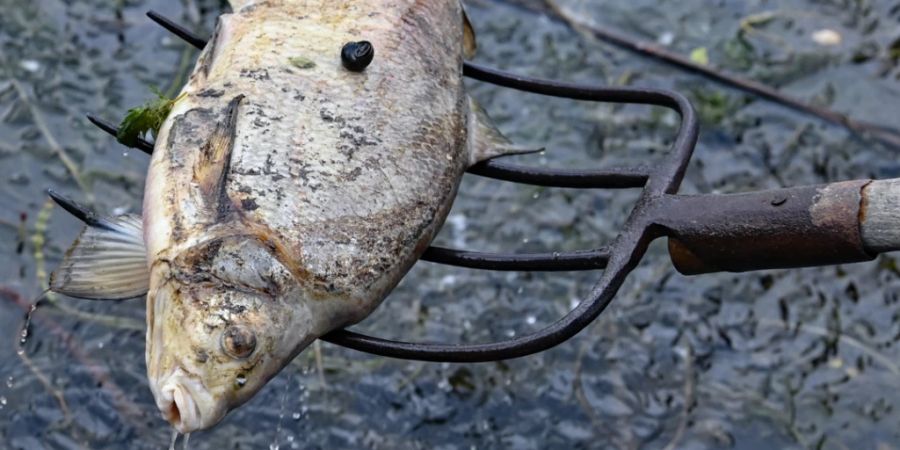 Ein toter Fisch wird aus dem Wasser des deutsch-polnischen Grenzflusses Oder geborgen. Seit mehren Tagen beschäftigt das massive Fischsterben im Fluss Oder Anwohner des Flusses. Die Untersuchungen zur Aufklärung des massenhaften Fischsterbens in der Oder dauern an. Foto: Patrick Pleul/dpa