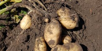 Sechs Tonnen - Kartoffelanbau in Davos nimmt Formen an Sechs Tonnen - Kartoffelanbau in Davos nimmt Formen an