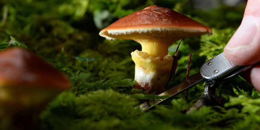 Pilze in Bayern sind auch Jahrzehnte nach der Tschernobyl-Katastrophe zum Teil noch mit radioaktivem Cäsium belastet.