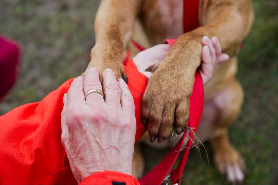 Hand Hund Pfötchen Erziehung