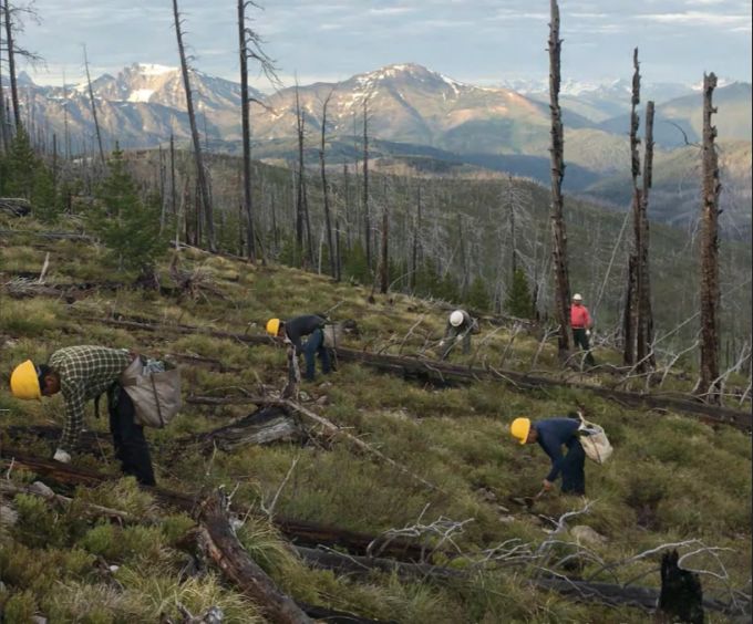 Mitarbeiter des Forest Service pflanzen Weissstämmige Kiefer im Flathead National Forest in Montana. wald usa