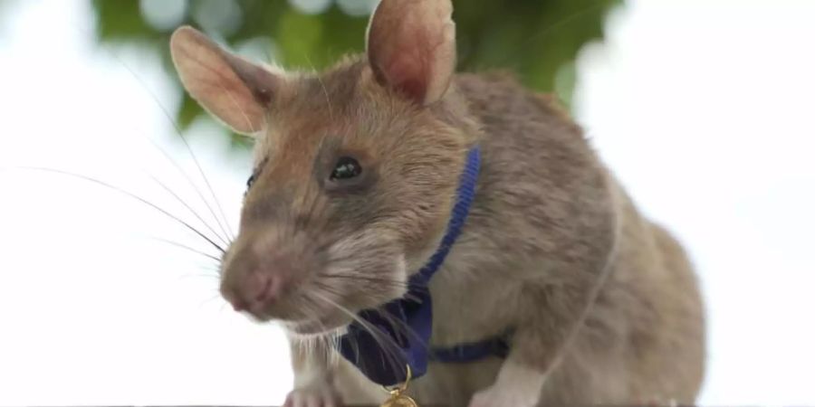 Ratte Magawa wurde mit einer PDSA-Goldmedaille ausgezeichnet. Sie hat 39 Landminen und 28 nicht explodierte Sprengkörper entdeckt. Foto: Pdsa/PA Media/dpa