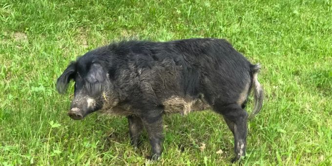 Das Wollschwein musste aufgrund seiner Verletzungen eingeschläfert werden. wollschwein heiden