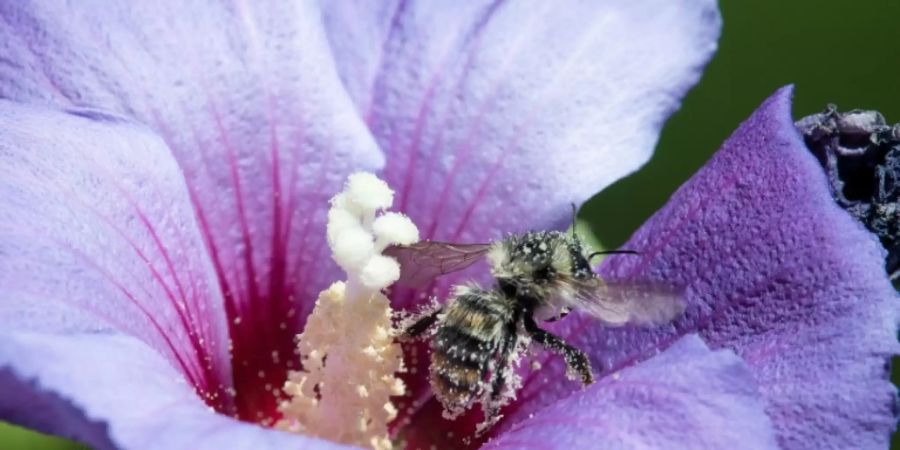 Biene auf einer Blüte