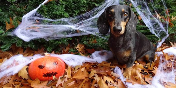 Halloween - Auch für Tiere zum Gruseln