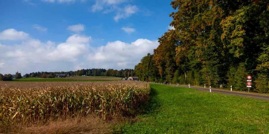 Der Hardwald in Kloten.