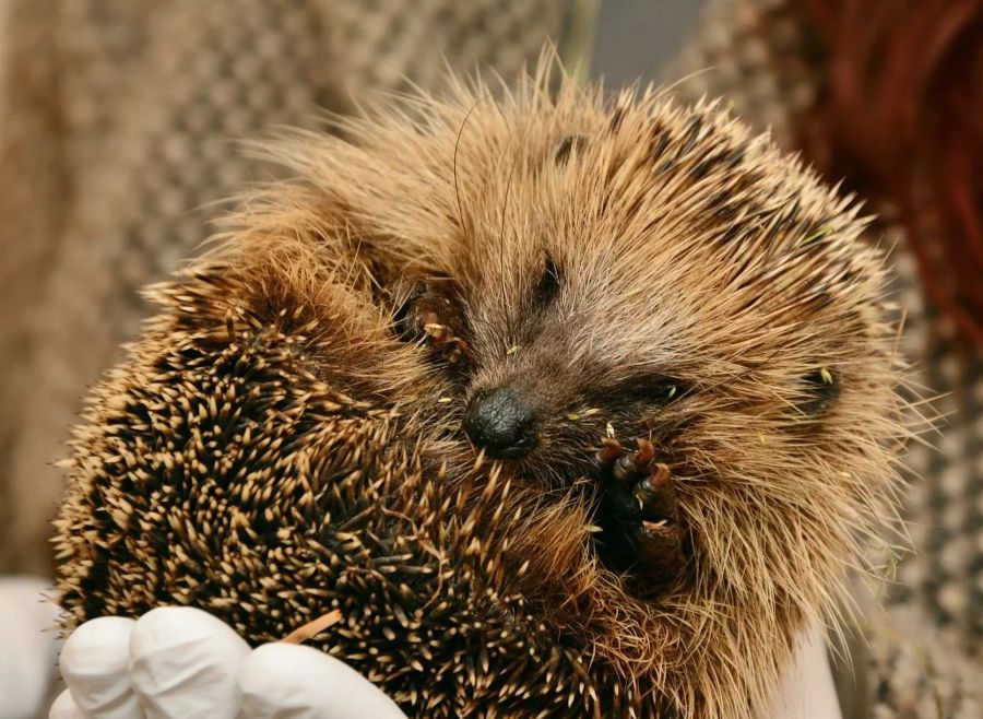 Igel sind dämmerungs- und nachtaktiv. (Symbolbild)