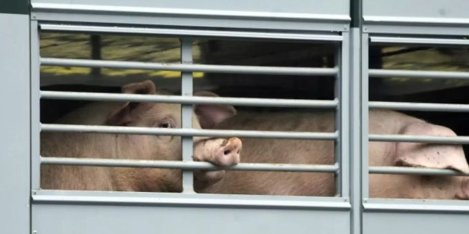 Schweine in einem Tiertransport Schweine in einem Tiertransport