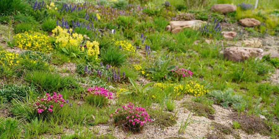 Beet Sand Blüten Stauden