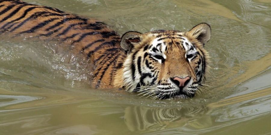 Die Anzahl der in Freiheit lebenden Tiger hat zuletzt etwas zugenommen - aber ihr Lebensraum ist in den vergangenen hundert Jahren um rund 95 Prozent geschrumpft. (Symbolbild)