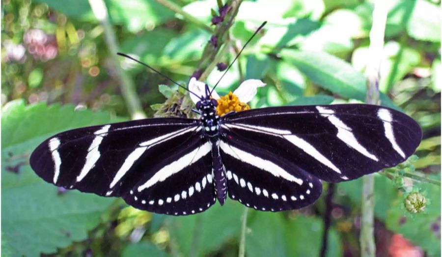 «Heliconius charithonia» – Die Zebrafalter versammeln sich nachts am liebsten über Tümpeln, da wo es angenehm feucht ist. Bis zu hunderte von Faltern verbringen die Nacht zusammen. Gemeinsam sondern sie einen ungeniessbaren Duft aus, um nicht gefressen zu werden.