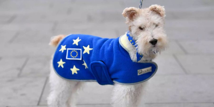 Ein Anti-Brexit-Hund trägt einen EU-Latz.