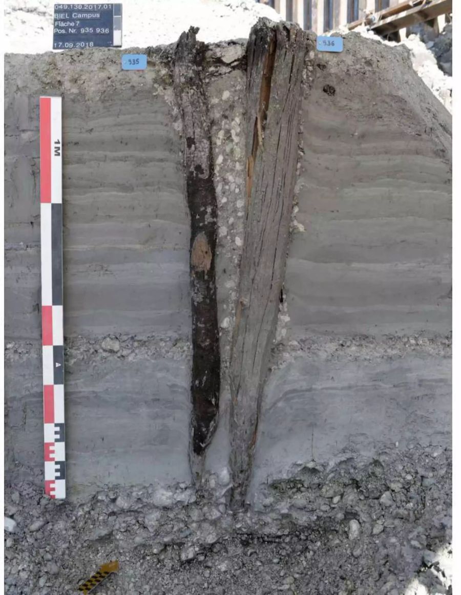 Zwei fast 6000-jährige Hauspfähle aus Eichen- und Weisstannenholz blieben im feuchten Untergrund hervorragend erhalten.