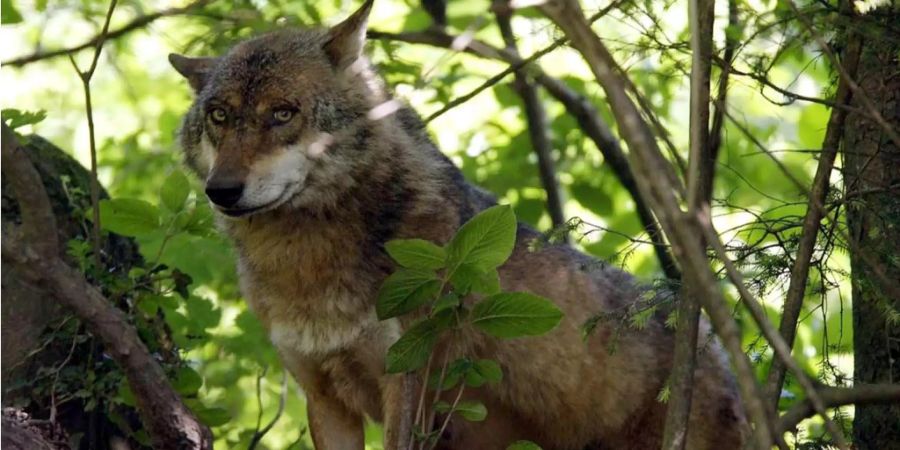 Ein Wolf im Tierpark Goldau.