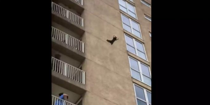 Ein waghalsiger Waschbär fällt spektakulär von einem neunstöckigen Hochhaus. Ein waghalsiger Waschbär fällt spektakulär von einem neunstöckigen Hochhaus.