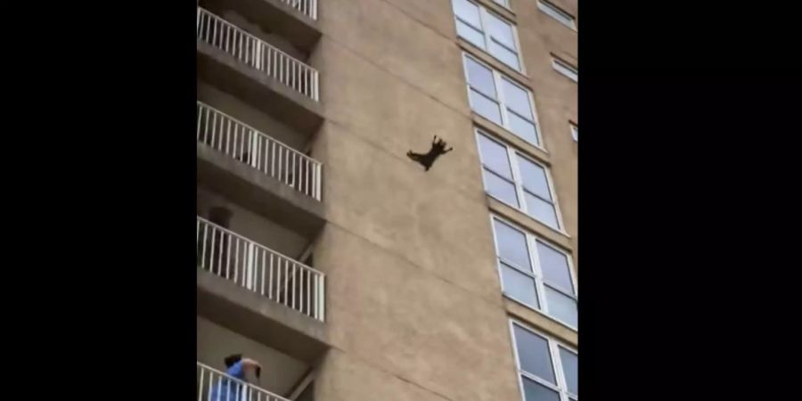 Ein waghalsiger Waschbär fällt spektakulär von einem neunstöckigen Hochhaus.