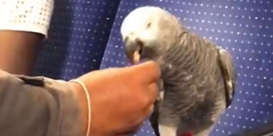 Der Papagei in der Zürcher S-Bahn wird von seinem Herrchen mit Kernen gefüttert.