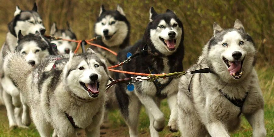 Mehrere Schlittenhunde rennen angekettet durch den Wald. (Symbolbild)