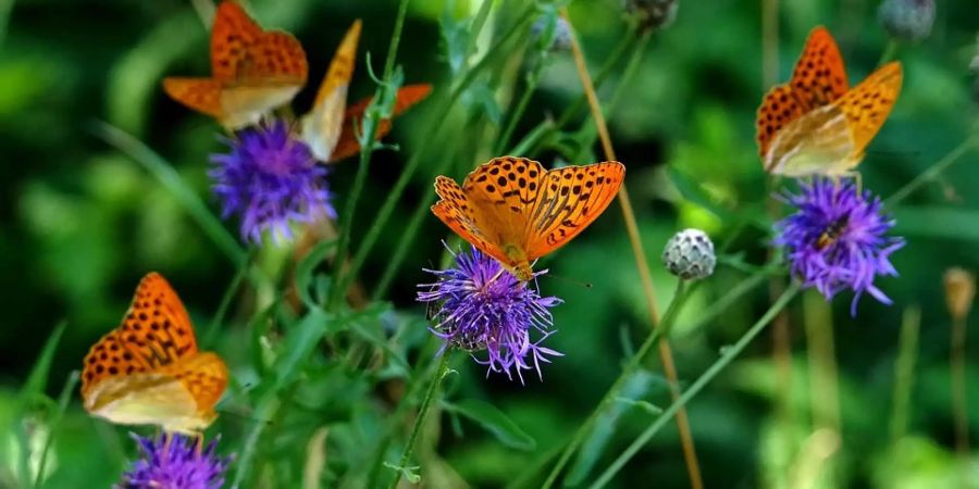 Schmetterlinge bilden mit etwa 160'000 Arten die zweitgrösste Insektenordnung (nach den Käfern).