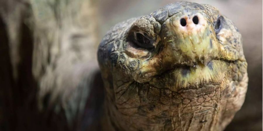 Eine ausgewachsene Galapagos-Schildkröte im Zoo Zürich.