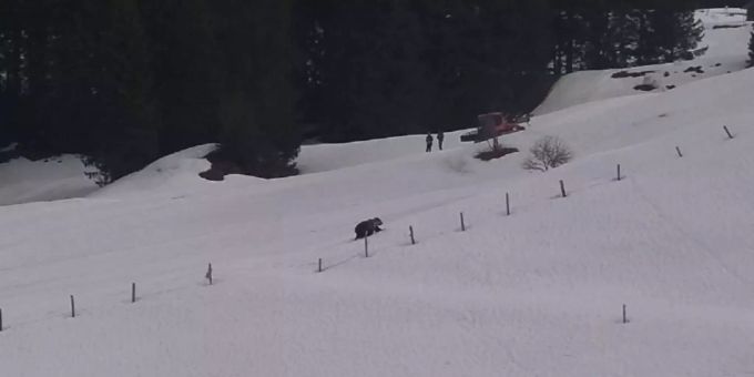 Arbeiter kommen mit dem Schrecken davon - Bär M29 in Nidwalden auf Wanderschaft