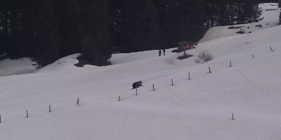 Der Braunbär wurde am Montag ober von Engelberg gesichtet.