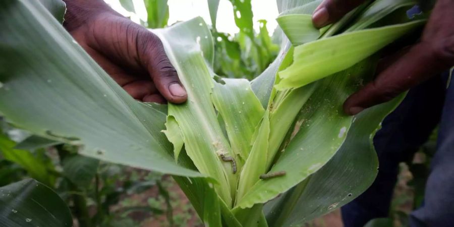 Herbst-Heerwürmer überfallen Maisfelder in Afrika.