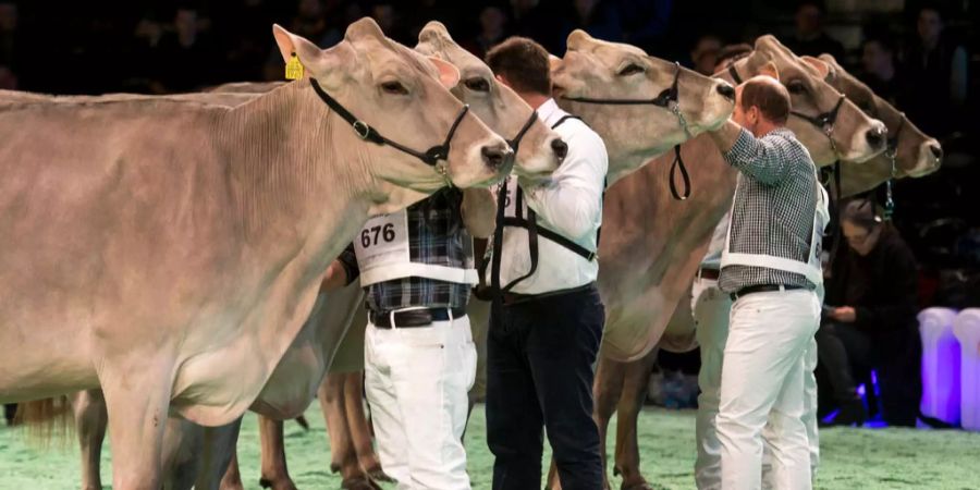 Kühe und ihre Züchter an der Swiss Expo.