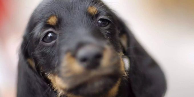 Hunde setzen den Dackelblick gezielt ein. Hunde setzen den Dackelblick gezielt ein.