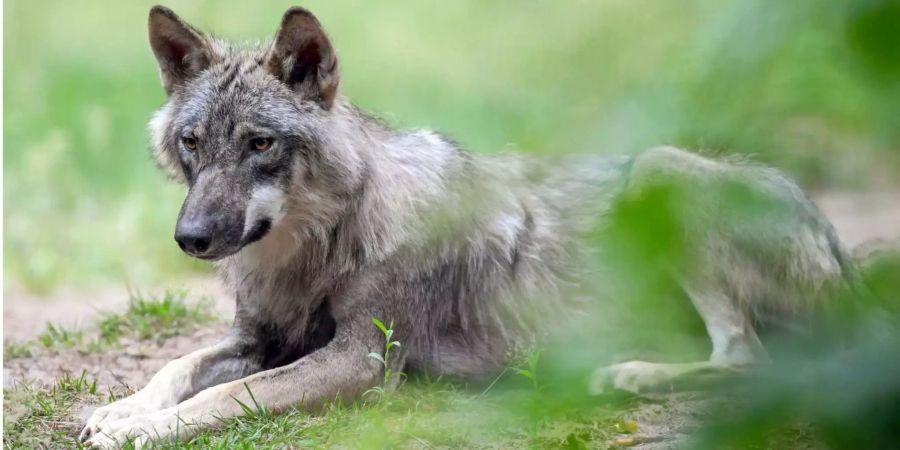 Ein Wolf liegt auf dem Boden und starrt in die Ferne.