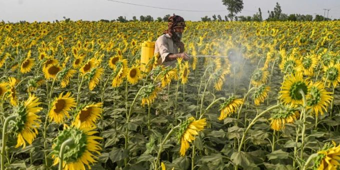 Pestizide sind vielerorts gebräuchlich - hier im pakistanischen Lahore Pestizide sind vielerorts gebräuchlich - hier im pakistanischen Lahore