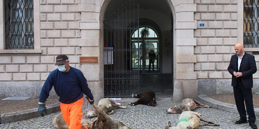 Nach mehreren Schafsrissen fordert der Tessiner Bauernverband die Regierung zum Handeln auf. Im Bild tote Schafe vor dem Regierungsgebäude in Bellinzona.