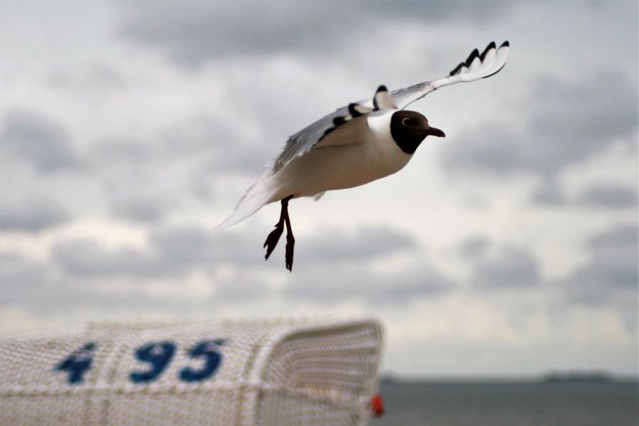 Vogel Möwe Strandkorb Meer