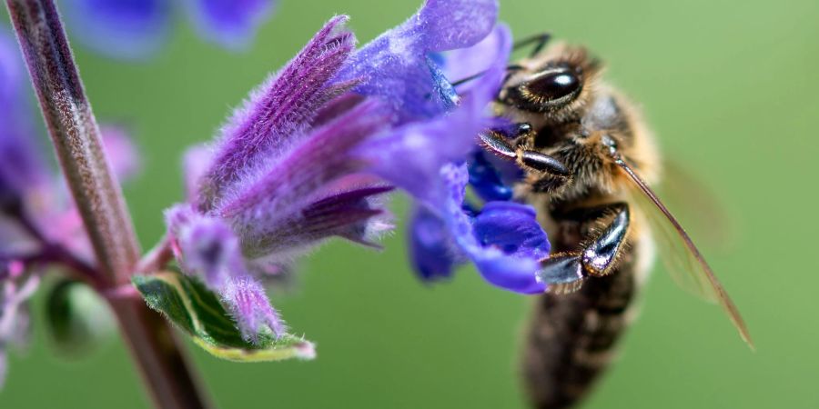 Eine Biene sucht auf der Blüte von einer Katzenminze nach Pollen: Deutschland hat etwa eine Million Bienenvölker.