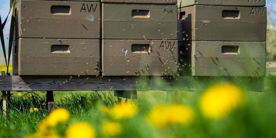 Jedes fünfte Bienenvolk hat den Winter laut einer Umfrage des Fachzentrums für Bienen und Imkerei in Deutschland nicht überlebt.