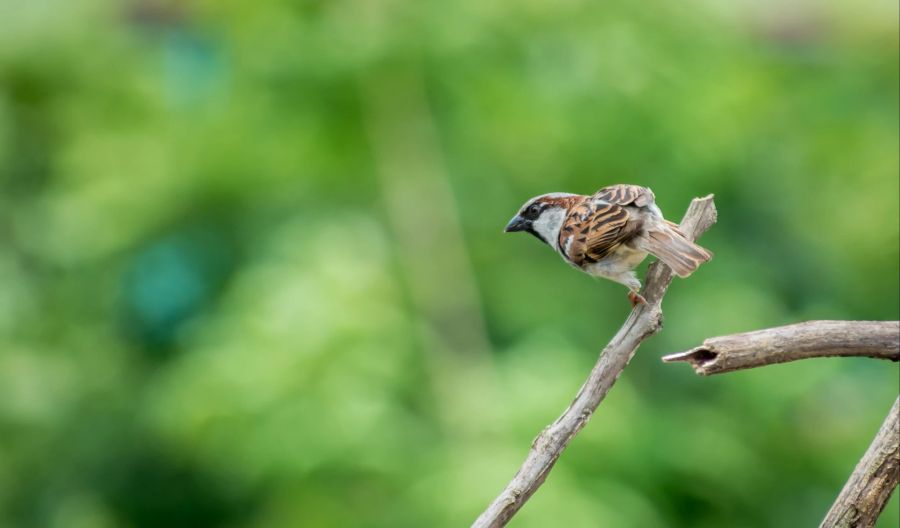 spatz