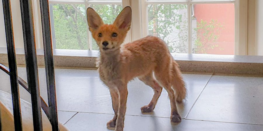 Ein Fuchs hat es in ein Dienstgebäude geschafft. An den Menschen gewöhnte Wildtiere können sehr aufdringlich werden. (Archivbild)