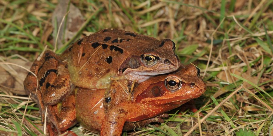 Amphibienwanderungen Kistenpass in Stadt Schaffhausen-Beringen