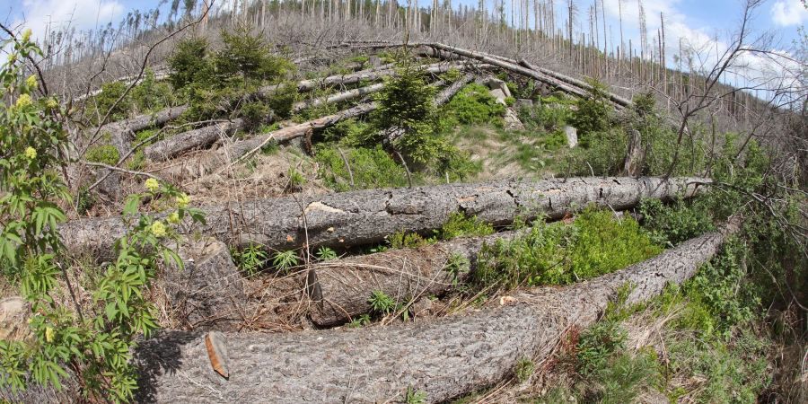 Waldbesitzerinnen und -besitzer können mit der nachgelagerten Branche neu Richtpreise für Schweizer Holz festlegen. (Archivbild/Symbolbild)