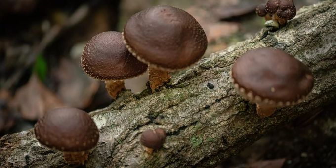 Shiitake-Pilze sollen heilende Kräfte haben. Shiitake