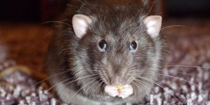 Ratten frassen das Geld, das ein indischer Bauer für seine OP gespart hatte. (Symbolbild) ratten