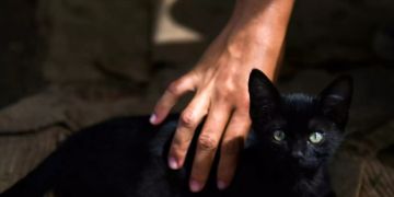 schwarze katze unglück aberglaube