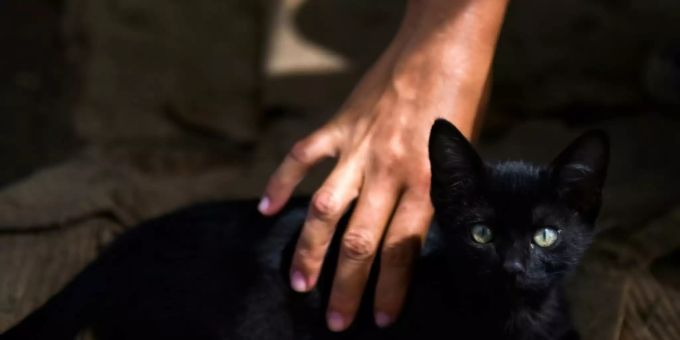 Schwarze Katzen bringen kein Unglück. schwarze katze unglück aberglaube