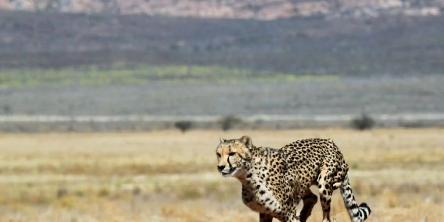Der Gepard steht bereits auf der Roten Liste