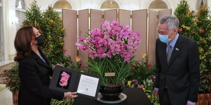 Eine Orchidee wurde nach der Vizepräsidentin der Vereinigten Staaten Kamala Harris benannt. vizepräsident der Vereinigten staaten