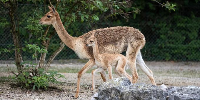 Zoo Zürich - Im Zoo Zürich wurde ein Vikunja geboren