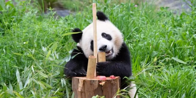 Paule, einer der beiden jungen Pandas im Berliner Zoo, lässt sich Bambus von der Geburtstagstorte schmecken. Foto: Paul Zinken/dpa Paule, einer der beiden jungen Pandas im Berliner Zoo, lässt sich Bambus von der Geburtstagstorte schmecken. Foto: Paul Zinken/dpa