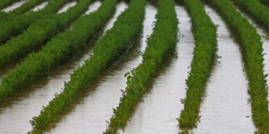 Immer wieder gab es im Juli Unwetter mit Stark- und Extremregen. Foto: Oliver Berg/dpa