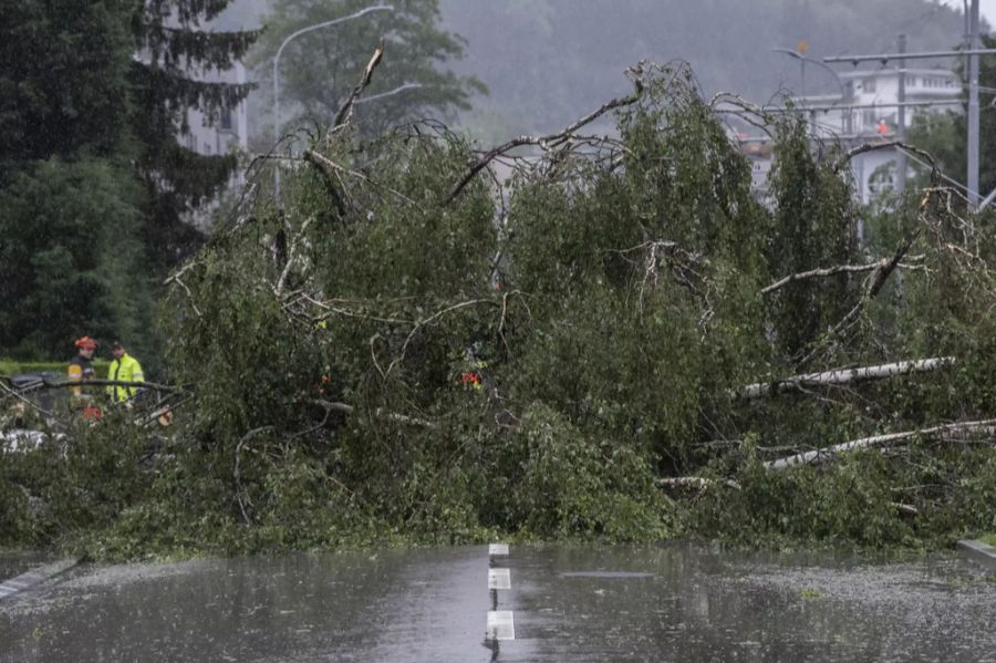 Bäume liegen auf einer Strasse in Schwamendingen.