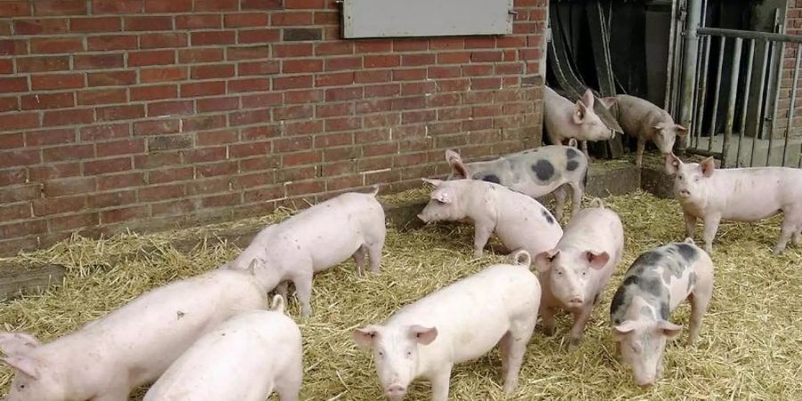 Hohenloher Landschweine vor einem Stall. Foto: BESH/Bäuerlichen Erzeugergemeinschaft Schwäbisch Hall/dpa